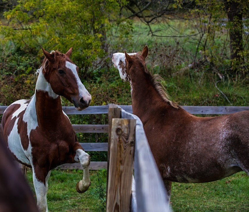 Horses Playing